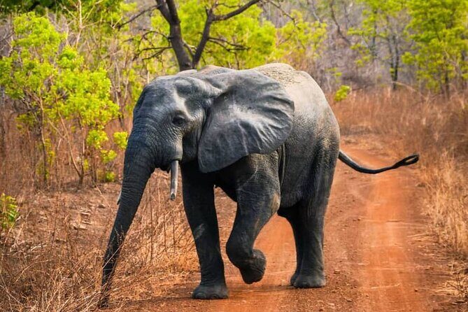 3 Days Sunrise Elephant Safari-Mole Park with -Round Trip Flight - Final Thoughts