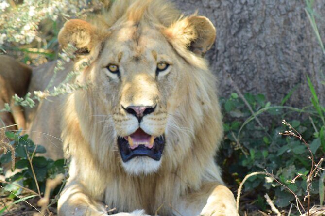 3 Days Tanzania group join safari - Serengeti & Ngorongoro crater - Day 2: Early Game Drive & Transition to Ngorongoro