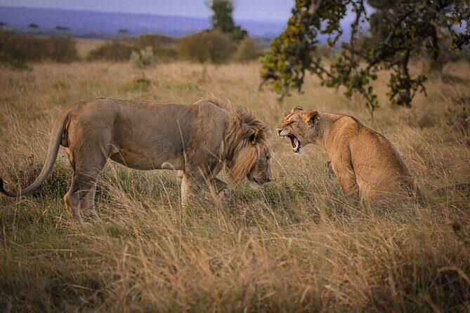 3 Days Tanzania Private Budget Safari to Serengeti & Ngorongoro - A Closer Look at the Itinerary: What to Expect