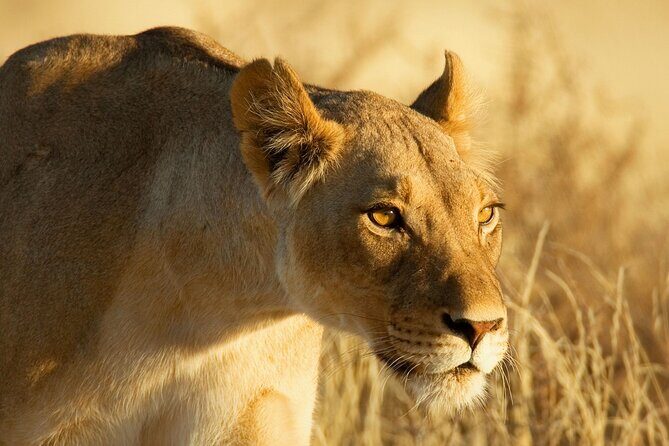 3 Days Tanzania Safari to Manyara Tarangire and Ngorongoro - The Itinerary in Detail: What You Can Expect
