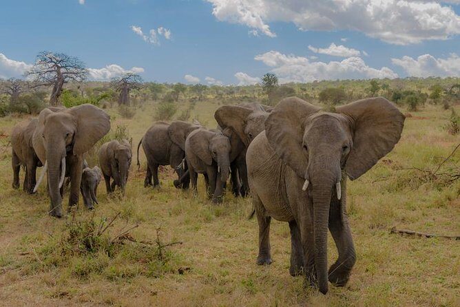 3-Days Tanzania Safari Tours - Key Points