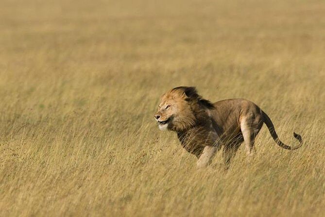 3 Days Tanzania Short and Spicy - Why You’ll Love This Safari: A Quick Closer Look
