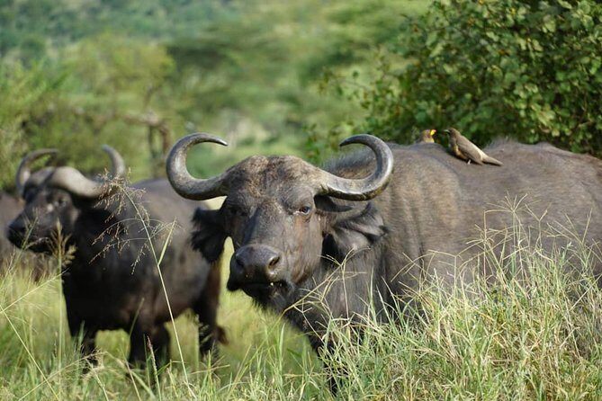 3 - Days Tanzania Wildlife Safari - An Overview of the Tour and Its Highlights