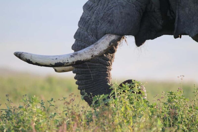 3 Days - Tarangire and Ngorongoro Crater - Introduction