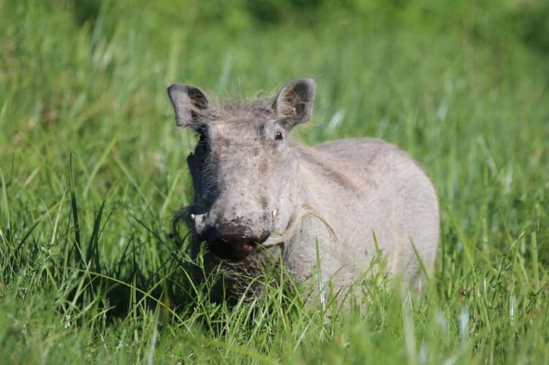3 Days - Tarangire and Ngorongoro Crater - What Makes This Tour Valuable?