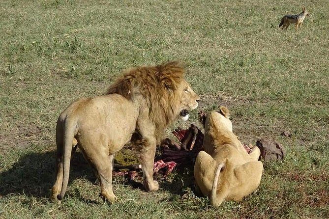3 days Tarangire, Lake Manyara and Ngorongoro - The Sum Up