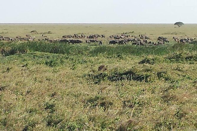 3 Days Tarangire , Ngorongoro Crater & Manyara From Zanzibar - Key Points