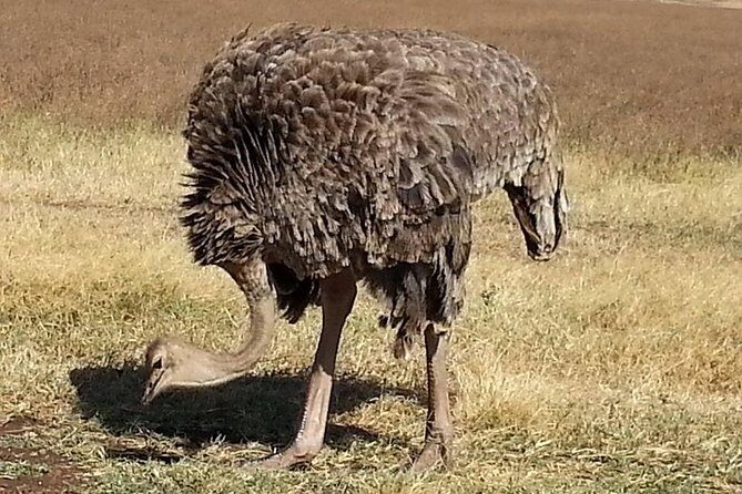 3 Days Tarangire , Ngorongoro Crater & Manyara From Zanzibar - The Sum Up: Is It Worth It?