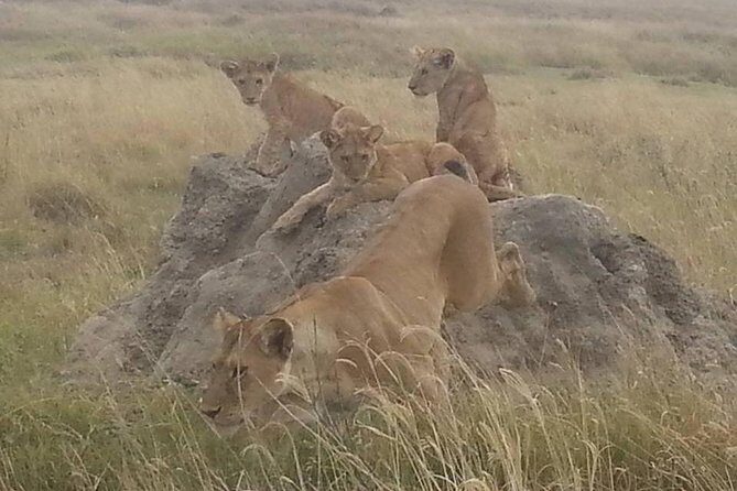 3 Days Tarangire , Ngorongoro Crater & Manyara From Zanzibar - FAQ