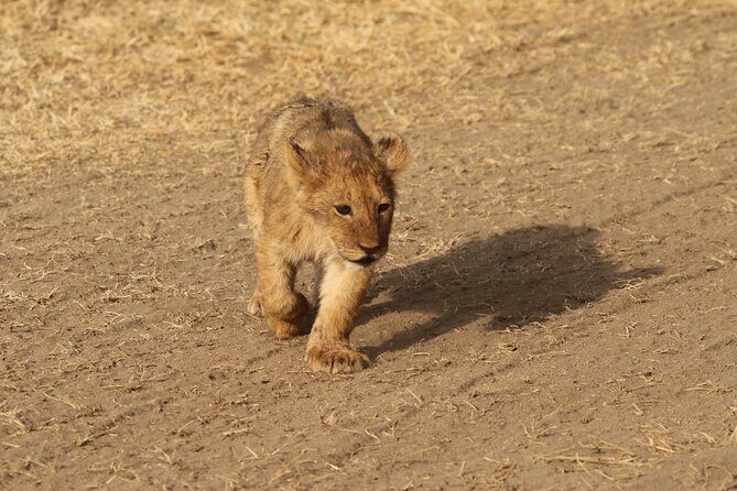 3 Days Tarangire, Ngorongoro & Lake Manyara Group Camping Safari - An In-Depth Look at the Safari Itinerary