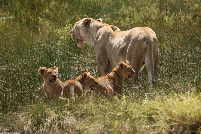 3 Days Tarangire, Ngorongoro & Lake Manyara Group Camping Safari - Practical Considerations and Tips