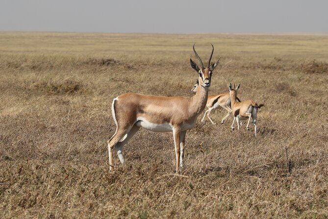 3 Days Tarangire, Ngorongoro & Lake Manyara Group Camping Safari - Who Should Consider This Safari?