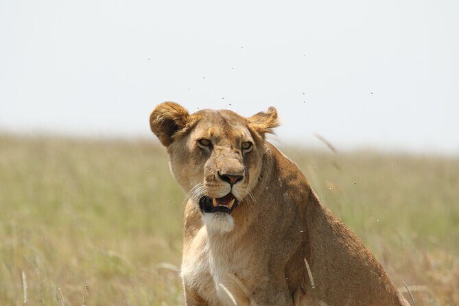 3 Days Tarangire, Ngorongoro & Lake Manyara Group Camping Safari - Final Thoughts