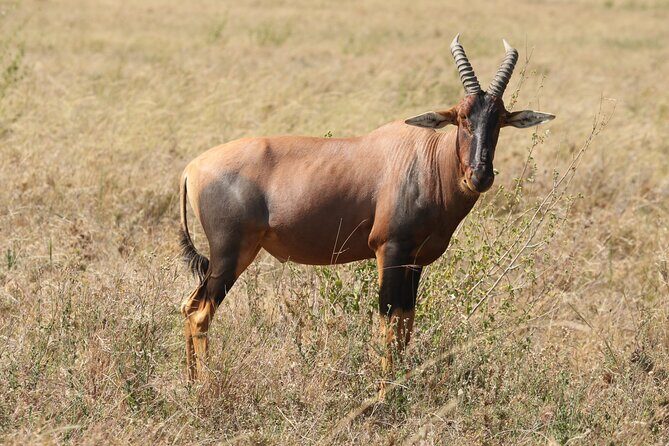 3 Days Tarangire, Ngorongoro & Lake Manyara Group Camping Safari - FAQ