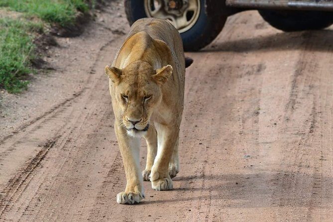 3 days Tarangire, Ngorongoro & Lake Manyara package - The Tour Breakdown: What to Expect from a 3-Day Tanzanian Safari
