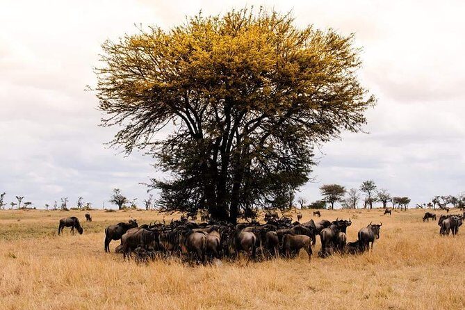3 days Tarangire, Ngorongoro & Lake Manyara package - Final Thoughts: Is This Safari for You?