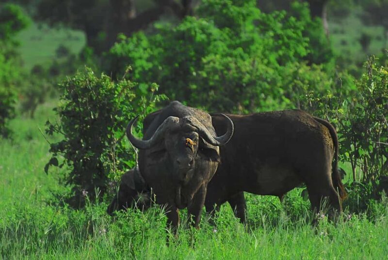 3-Days to Mikumi Park & Chizua waterfalls from Dar-es-Salaam - The Ins and Outs of the 3-Day Tour