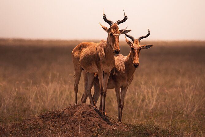 3 days to Serengeti NP and Ngorongoro Crater Tour in Tanzania - Who Will Benefit Most from This Tour?