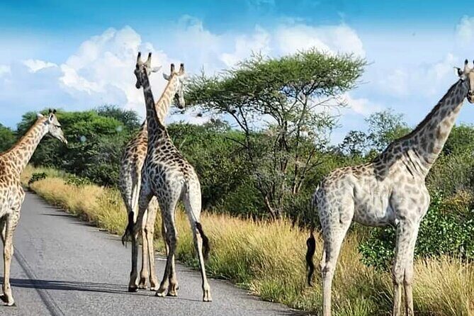 3 Days Tour at Chobe Park and Victoria Falls with Airport Pickup - The Sum Up