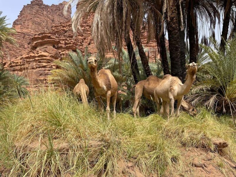 3 Days Tour :Set out on a Journey from Tabuk to the Red Sea - FAQ