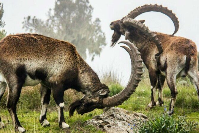 3 Days Trekking Simien Mountains Tours - Who Will Love This Tour?