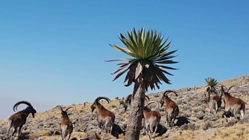 3 Days Trekking & Wildlife Spotting in the Simien Mountains - Practical Tips for Travelers