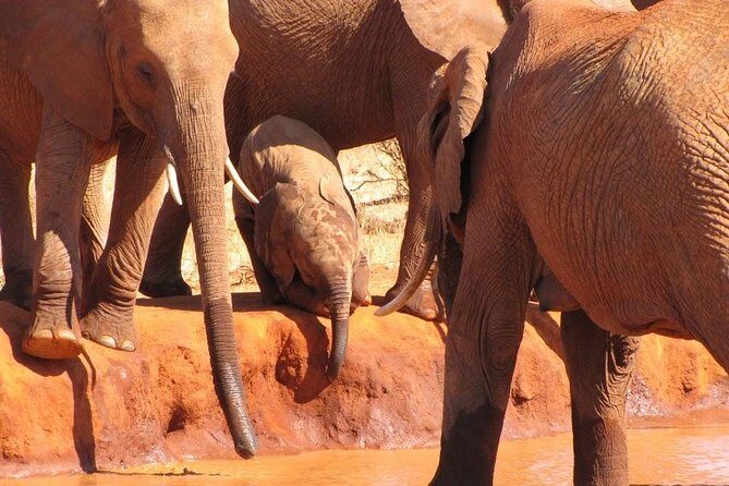 3 Days Tsavo East & Amboseli (2 Nights) - What Makes This Tour Stand Out?