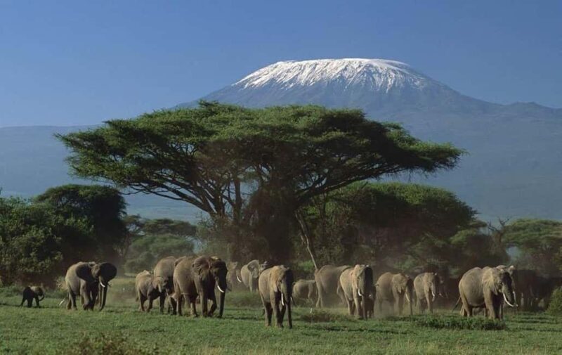 3 days Tsavo East and Amboseli safari from Diani/Mombasa - Authentic Experiences & Traveler Feedback