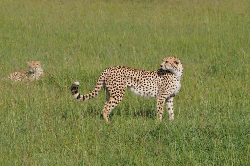 3 days Tsavo East and Saltlick safari from Diani/Mombasa - Final Thoughts: Who Will Love This Safari?