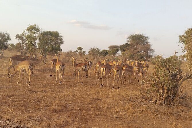 3 Days Tsavo East + Taita hills/Saltlick lodge from Malindi - An In-Depth Look at the Itinerary and Experience
