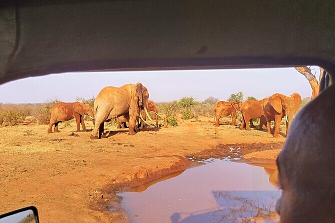 3 Days Tsavo East + Taita hills/Saltlick lodge from Malindi - Final Thoughts