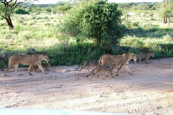 3 Days Tsavo East & West starting from Mombasa. - A Deep Dive into the 3-Day Tsavo Safari Experience