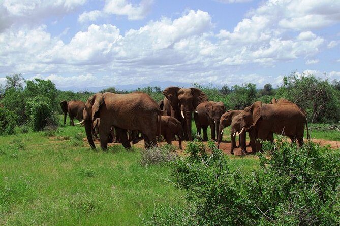 3 Days Tsavo East & West starting from Mombasa. - The Sum Up