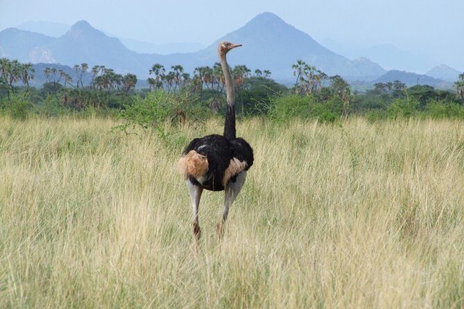 3 Days Tsavo East & West starting from Mombasa. - Frequently Asked Questions