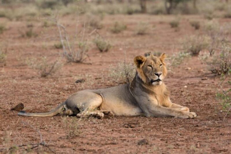 3 Days Tsavo West Park from Nairobi - The Itinerary in Detail: What You Can Expect