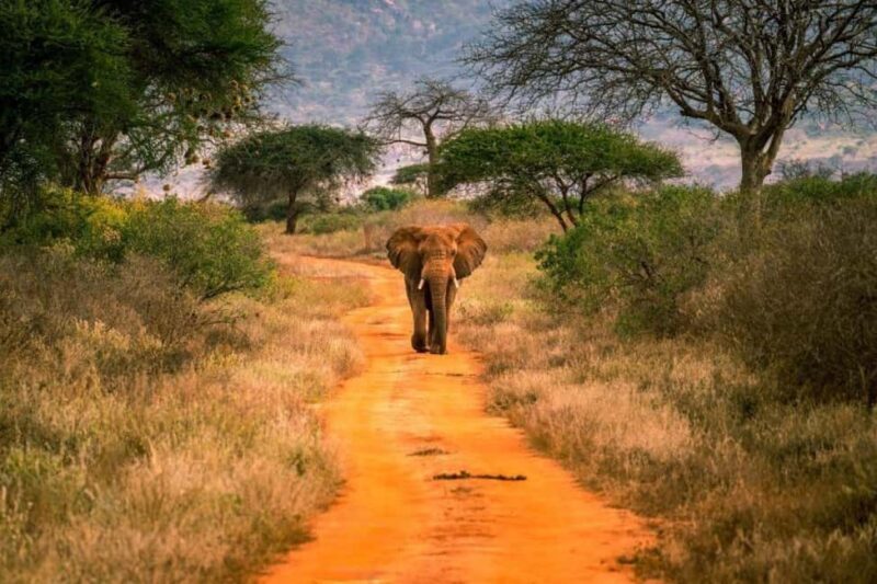 3 Days Tsavo West Park from Nairobi - Why We Think This Tour Offers Great Value