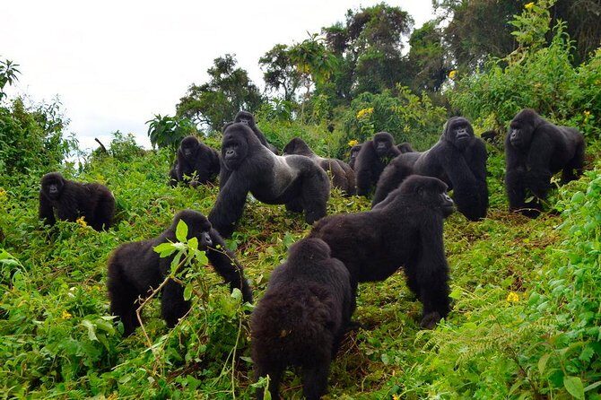 3 days Uganda Gorilla safari tour with relaxation on Lake Bunyonyi - Detailed Review of the 3-Day Uganda Gorilla Safari & Lake Bunyonyi Escape