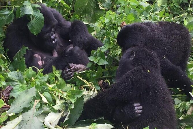 3 Days Uganda Gorilla Trekking Safari - Who Is This Tour Perfect For?