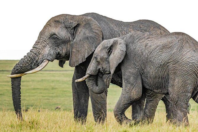 3 Days Unforgettable Masai Mara Safari Tour - Unpacking the 3-Day Masai Mara Safari