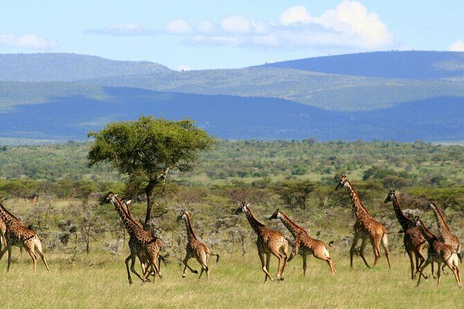 3 Days Unforgettable Masai Mara Safari Tour - Authentic Experiences and Real Feedback