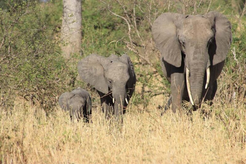 3-days unforgettable memory from Dar-es-Salaam to Mikumi NP - A Practical Look at a 3-Day Mikumi Safari from Dar es Salaam