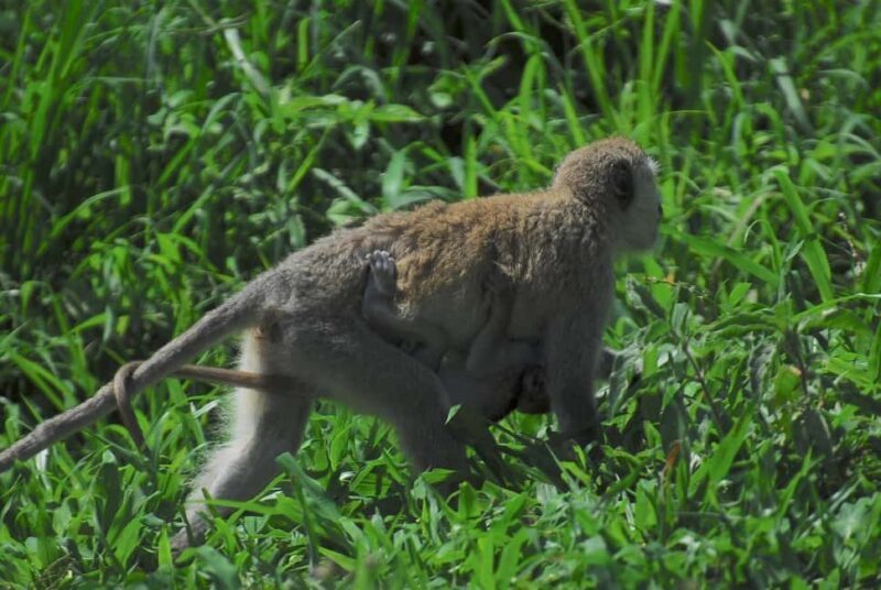 3-days unforgettable memory from Dar-es-Salaam to Mikumi NP - Key Points