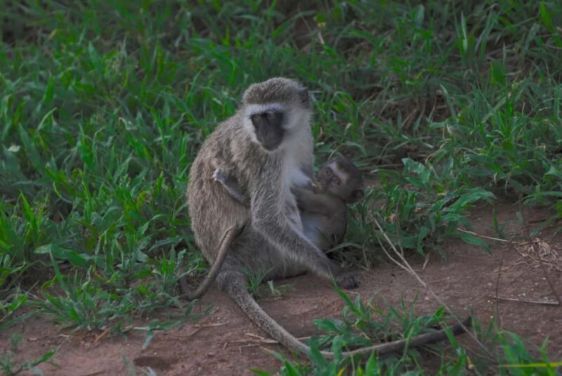 3-days unforgettable memory from Dar-es-Salaam to Mikumi NP - What Makes This Tour Stand Out?
