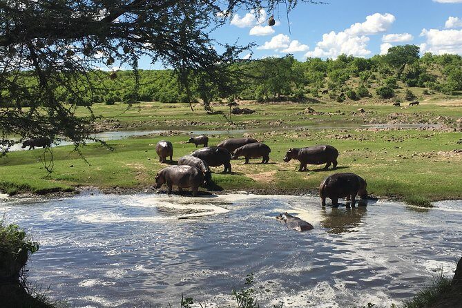 3 Days Unique safari Selous Game Reserve Tanzania - An In-Depth Look at the Safari Experience