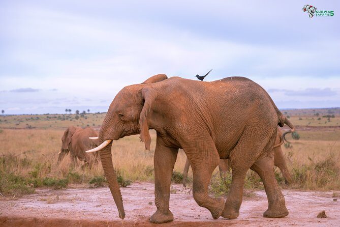3 Days Wild Tour Queen Elizabeth National Park Safari Uganda - An In-Depth Look at the Experience