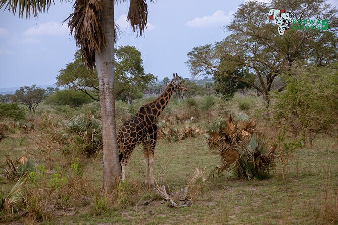 3 Days Wild Tour Queen Elizabeth National Park Safari Uganda - FAQs