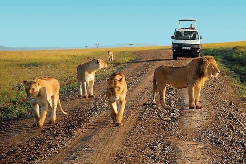 3 DAYS,2 NIGHTS GROUP SAFARI TO MAASAI MARA-WITH PARK FEES - What Travelers Say and What You Should Know