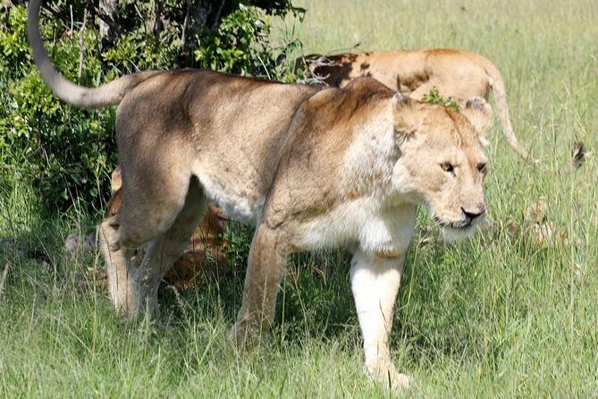 3 Days(2 nights) Tsavo East Tour & Saltlick (Cost based on minimum 2 persons) - Introduction: An Authentic Kenyan Safari Close to Mombasa