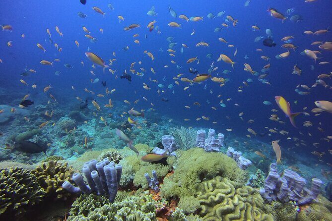 3 Epic Dives in Nusa Penida - Certified Divers' Day Trip - Introducing the Experience: What to Expect from This Nusa Penida Diving Adventure