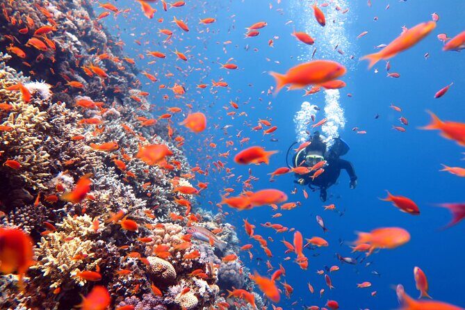 3 Fun Dives in Phi Phi islands for Certified Divers - Introduction: What Makes This Tour Stand Out